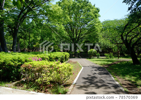 Fresh greenery in Kita-Narashino Neighborhood Park, Funabashi City, Chiba Prefecture Fresh greenery in Kita-Narashino Neighborhood Park, Funabashi City, Chiba Prefecture 78570369