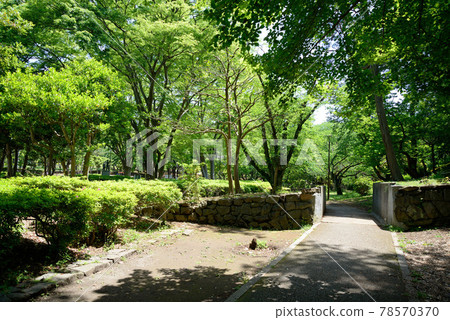 Fresh greenery in Kita-Narashino Neighborhood Park, Funabashi City, Chiba Prefecture Fresh greenery in Kita-Narashino Neighborhood Park, Funabashi City, Chiba Prefecture 78570370