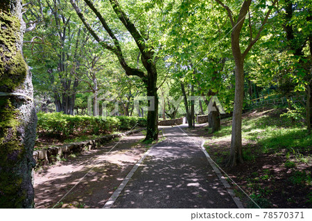 Fresh greenery in Kita-Narashino Neighborhood Park, Funabashi City, Chiba Prefecture 78570371