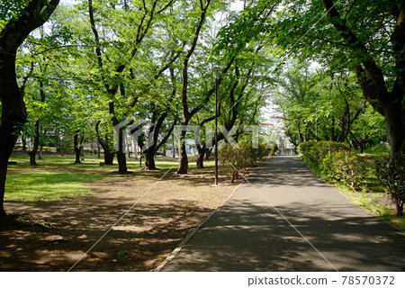 千葉縣船橋市鮮綠的北習志野鄰裡公園 千葉縣船橋市鮮綠的北習志野鄰裡公園 78570372