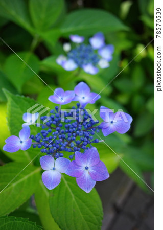 六月綻放的繡球花 照片素材 圖片 圖庫