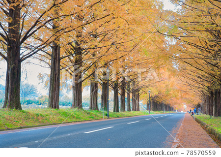 【滋賀縣】12月的水杉並木與秋葉 【滋賀縣】12月的水杉並木與秋葉 78570559