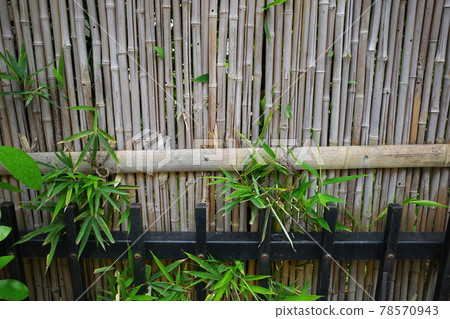 竹籬笆和竹子種植 78570943
