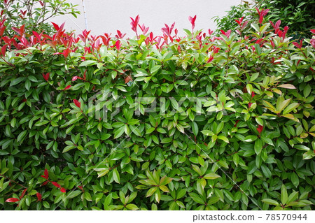 紅羅賓葉樹籬 78570944