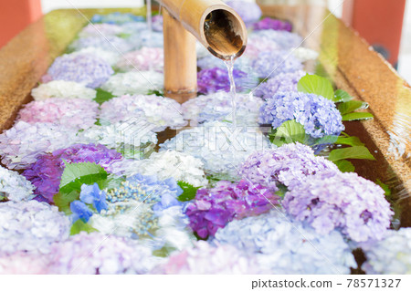 鎌倉鶴岡八幡宮的花水繡球花 鎌倉鶴岡八幡宮的花水繡球花 78571327