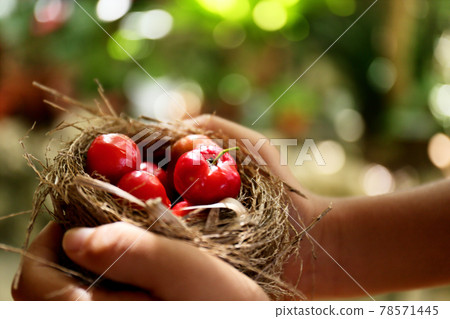 Acerola delivery Acerola delivery 78571445