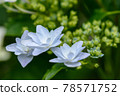 hydrangea   78571752