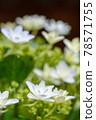 hydrangea   78571755