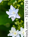 hydrangea   78571756