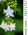 hydrangea   78571757