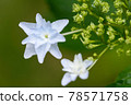hydrangea   78571758