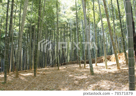  Bamboo grove 78571879