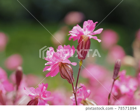 美麗的粉紅色石竹 78571894