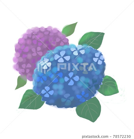 Hydrangea Hydrangea 78572230