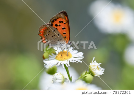 Bennisimi Bennisimi 78572261