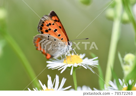 Lycaena phlaeas Lycaena phlaeas 78572263