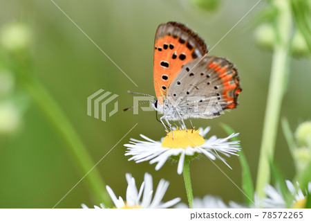 Lycaena phlaeas Lycaena phlaeas 78572265