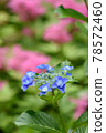 hydrangea   78572460