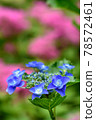 hydrangea   78572461