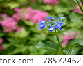 hydrangea   78572462