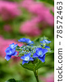 hydrangea   78572463