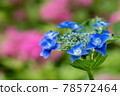 hydrangea   78572464