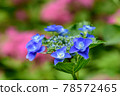 hydrangea   78572465