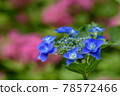 hydrangea   78572466