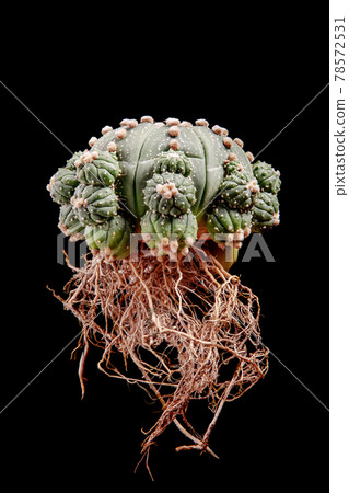 bare root of astrophytum asterias cactus  with little pups 78572531