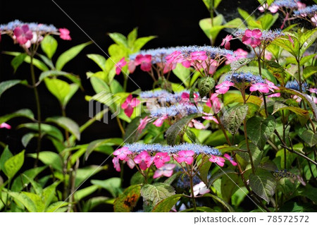 茨城縣佐倉川市,雨傘觀音轄區內盛開的紅山繡球花特寫 茨城縣佐倉川市,雨傘觀音轄區內盛開的紅山繡球花特寫 78572572