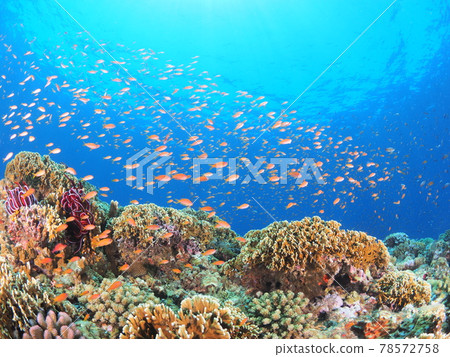 Tropical diving scenery 78572758