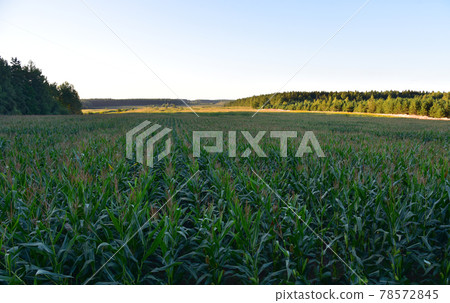 Young corn plants in a field. Maize or sweetcorn plants background. Young corn plants in a field. Maize or sweetcorn plants background. 78572845