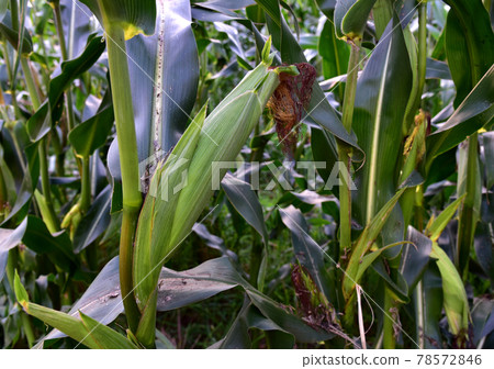 Corn on the green stalk in the corn field. Corn on the green stalk in the corn field. 78572846