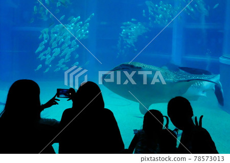 Whale shark 78573013