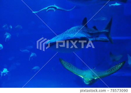 Whale shark Whale shark 78573090