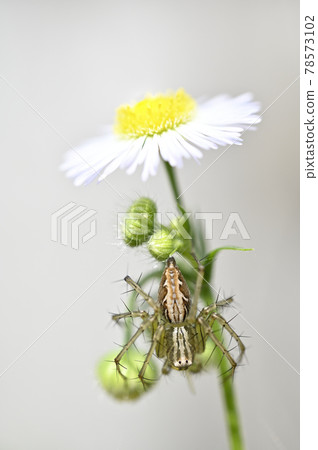 蜘蛛（笹雲）和姬俊 78573102