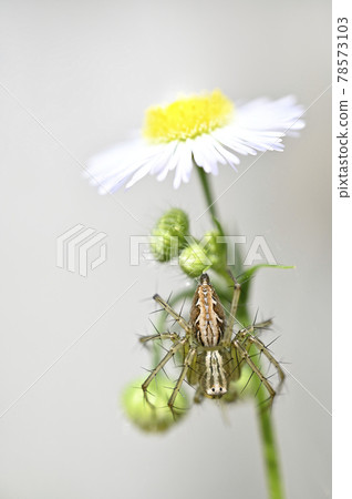 蜘蛛（笹雲）和姬俊 78573103