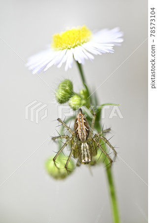 蜘蛛（笹雲）和姬俊 78573104