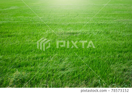 fresh green paddy rice background 78573152