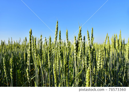 View on of young green wheat crop on the sunset. View on of young green wheat crop on the sunset. 78573360