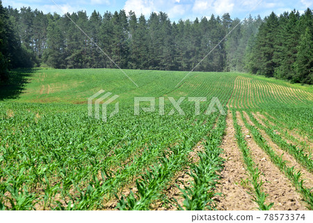 Young corn plants in a field. Maize or sweetcorn plants background. Young corn plants in a field. Maize or sweetcorn plants background. 78573374