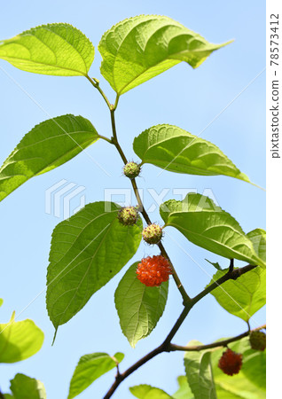 Fruit of mantis Fruit of mantis 78573412