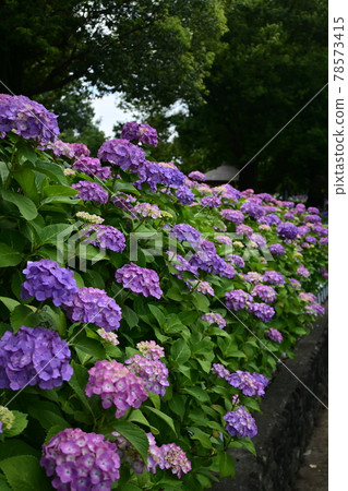 繡球花相連的地方 繡球花相連的地方 78573415