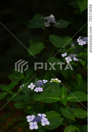 Hydrangea hydrangea at Awai Shrine, Kanonji City, Kagawa Prefecture, Shikoku Hydrangea hydrangea at Awai Shrine, Kanonji City, Kagawa Prefecture, Shikoku 78573698