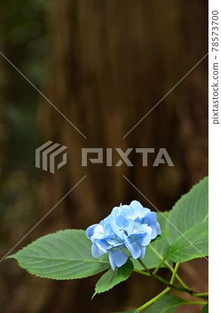 Hydrangea hydrangea at Awai Shrine, Kanonji City, Kagawa Prefecture, Shikoku Hydrangea hydrangea at Awai Shrine, Kanonji City, Kagawa Prefecture, Shikoku 78573700
