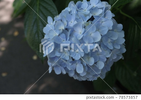 繡球 繡球 78573857