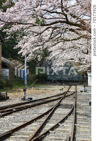 A trip along the Oigawa Railway, Kawane Ryogoku Station in full bloom 78573926
