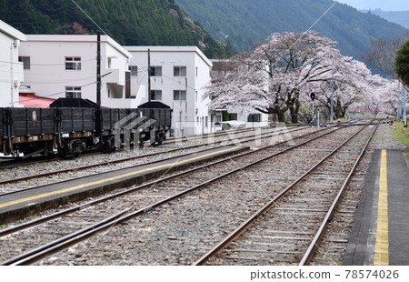 大井川鐵道之旅，盛開的川根兩國站 78574026