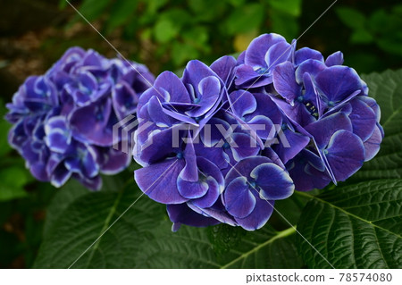 Two-wheeled hydrangea in full bloom Two-wheeled hydrangea in full bloom 78574080