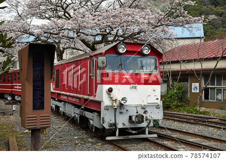 A trip along the Oigawa Railway, Kawane Ryogoku Station in full bloom 78574107